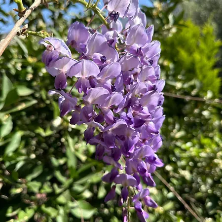 Séjour chez l'habitant Faralya Misafir Evi Faralya