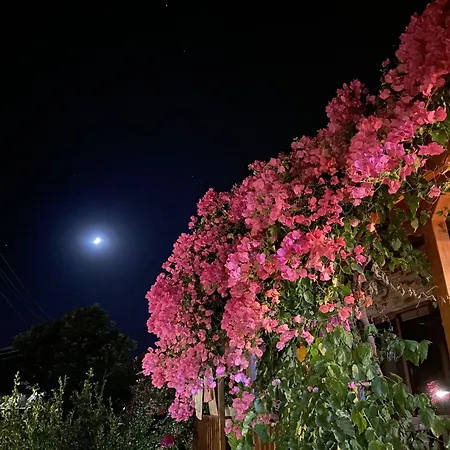 Homestay szállás Misafir Evi Faralya